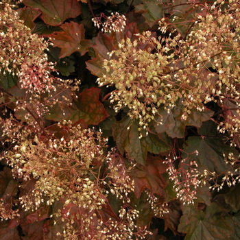 HEUCHERA micrantha 'Palace Purple'