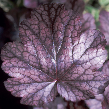 HEUCHERA 'Plum Pudding' ®