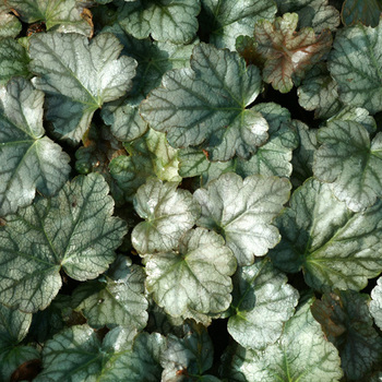 HEUCHERELLA 'Quicksilver'