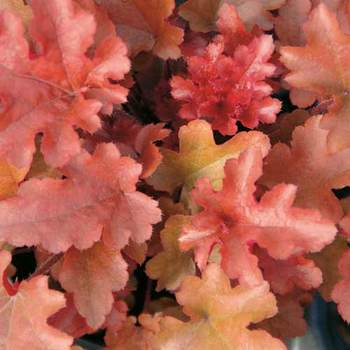 HEUCHERA 'Red Fury'