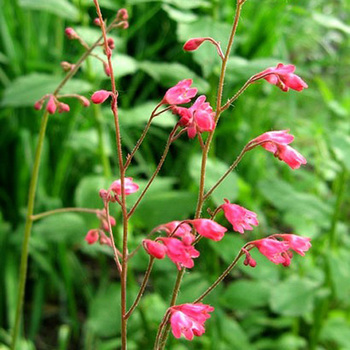 HEUCHERA sanguinea 'Leuchtkäfer'