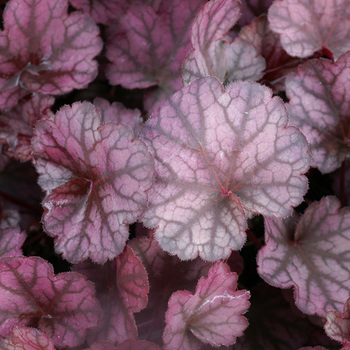 HEUCHERA 'Silver Lord'