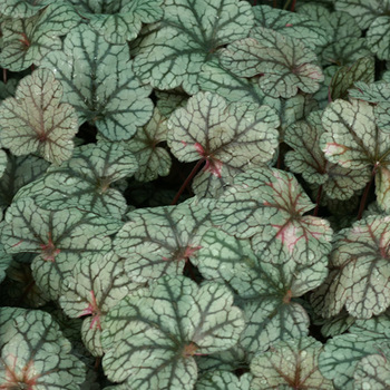 HEUCHERA 'Silver Scrolls' ®