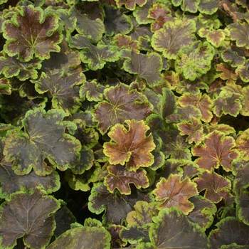 HEUCHERELLA 'Solar Eclipse'