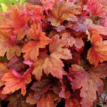 HEUCHERELLA 'Sweet Tea' ®