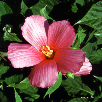 HIBISCUS