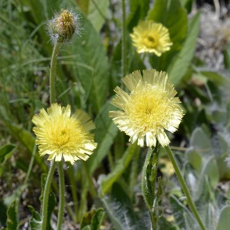 HIERACIUM pilosella