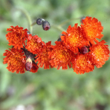 HIERACIUM aurantiacum 