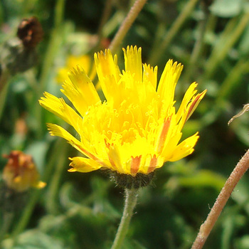 HIERACIUM pilosella