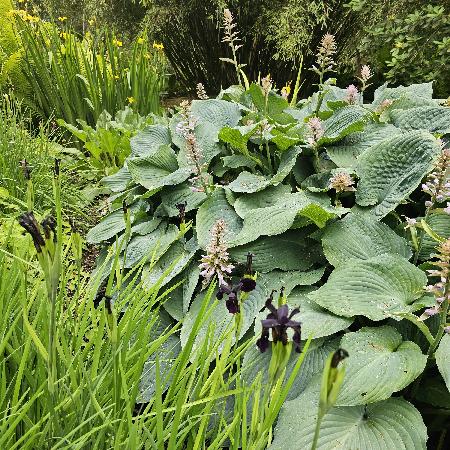 HOSTA 'Big Mama'