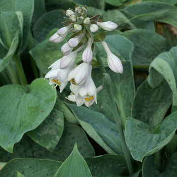 HOSTA 'Big Daddy'