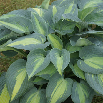 HOSTA 'Catherine'