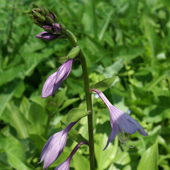 HOSTA elata