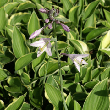 HOSTA 'Fortunei Aureomarginata'