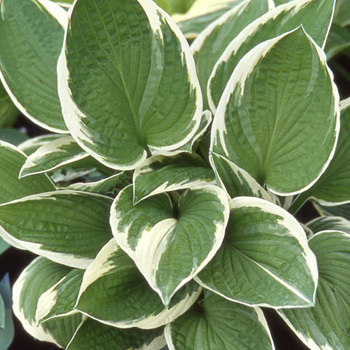 HOSTA 'Francee'