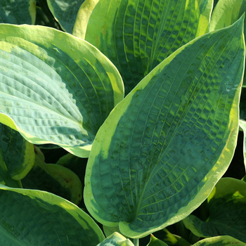 HOSTA 'Frances Williams' (Sielboldiana Group)