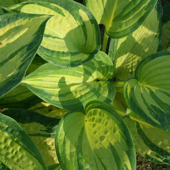 HOSTA 'Great Expectations'