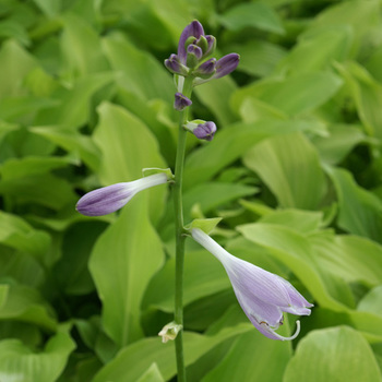 HOSTA 'Honeybells'