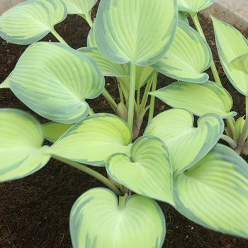 HOSTA 'June' ®