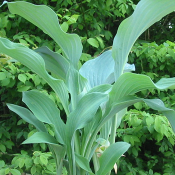 HOSTA 'Krossa Regal'