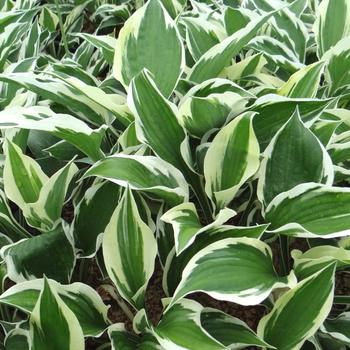 HOSTA 'Patriot'