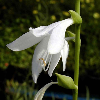 HOSTA plantaginea