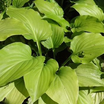 HOSTA plantaginea var. japonica (grandiflora)