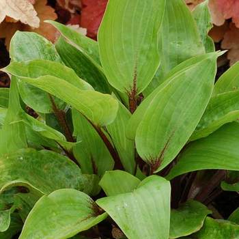 HOSTA 'Purple Heart'