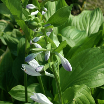 HOSTA 'Royal Standard'