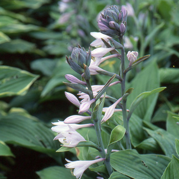 HOSTA sieboldiana