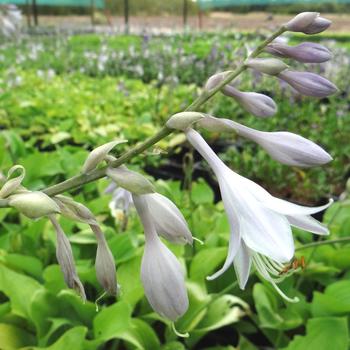 HOSTA 'Sum and Substance'