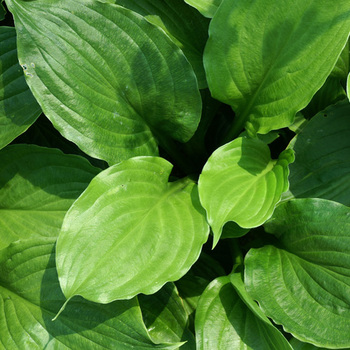 HOSTA ventricosa