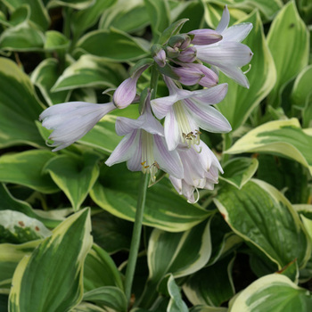 HOSTA 'Wide Brim'