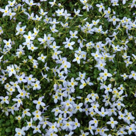 HOUSTONIA