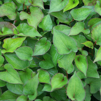 HOUTTUYNIA cordata