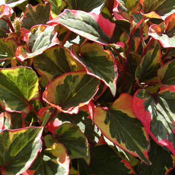 HOUTTUYNIA cordata 'Chameleon'