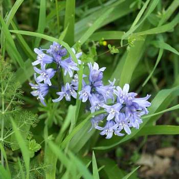 HYACINTHOIDES