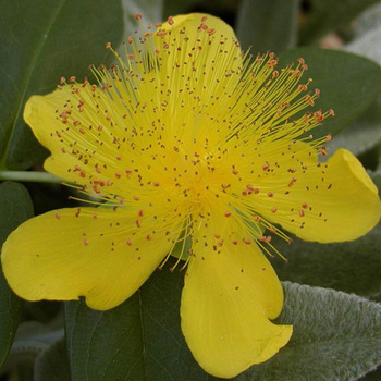 HYPERICUM calycinum