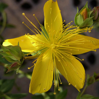 HYPERICUM olympicum 