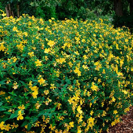 HYPERICUM 'Hidcote'