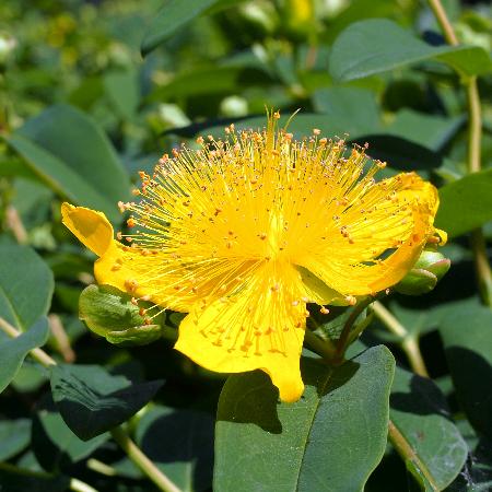 HYPERICUM