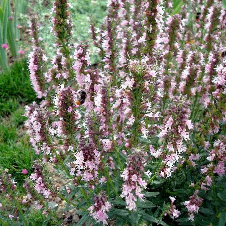 HYSSOPUS officinalis 'Roseus'