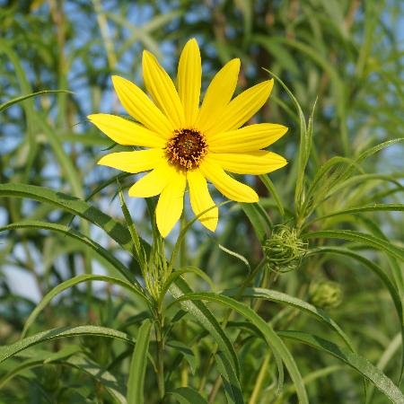 HELIANTHUS salicifolius var. orgyalis