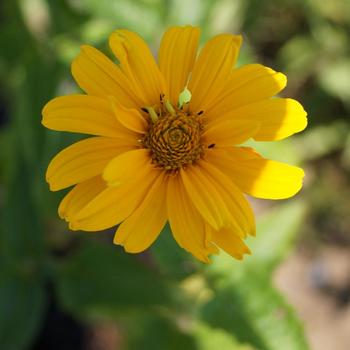 HELIOPSIS