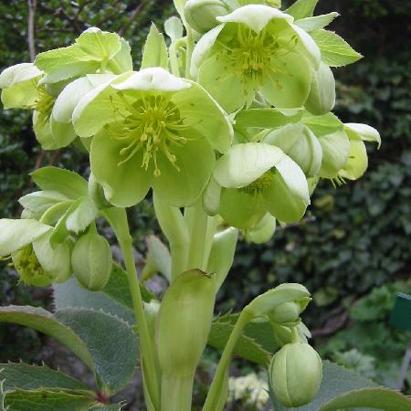 HELLEBORUS