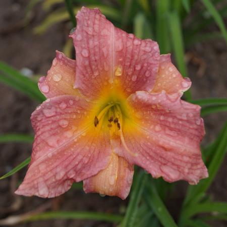 HEMEROCALLIS 'Amazon Amethyst'