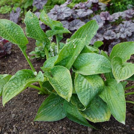 HOSTA 'Big Mama'