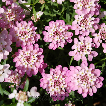 IBERIS gibraltarica