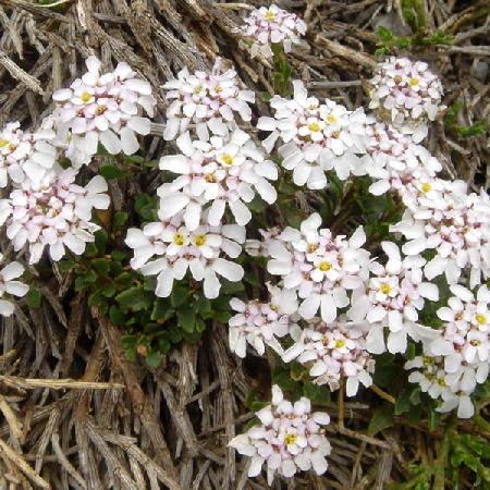 IBERIS aurosica 'Sweetheart'