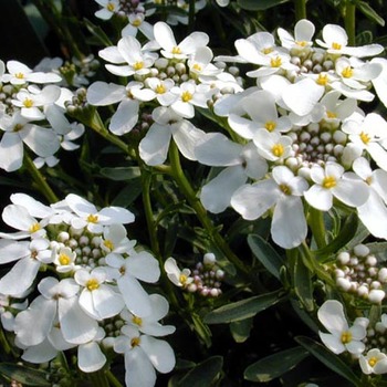 IBERIS sempervirens 'Weisser Zwerg'